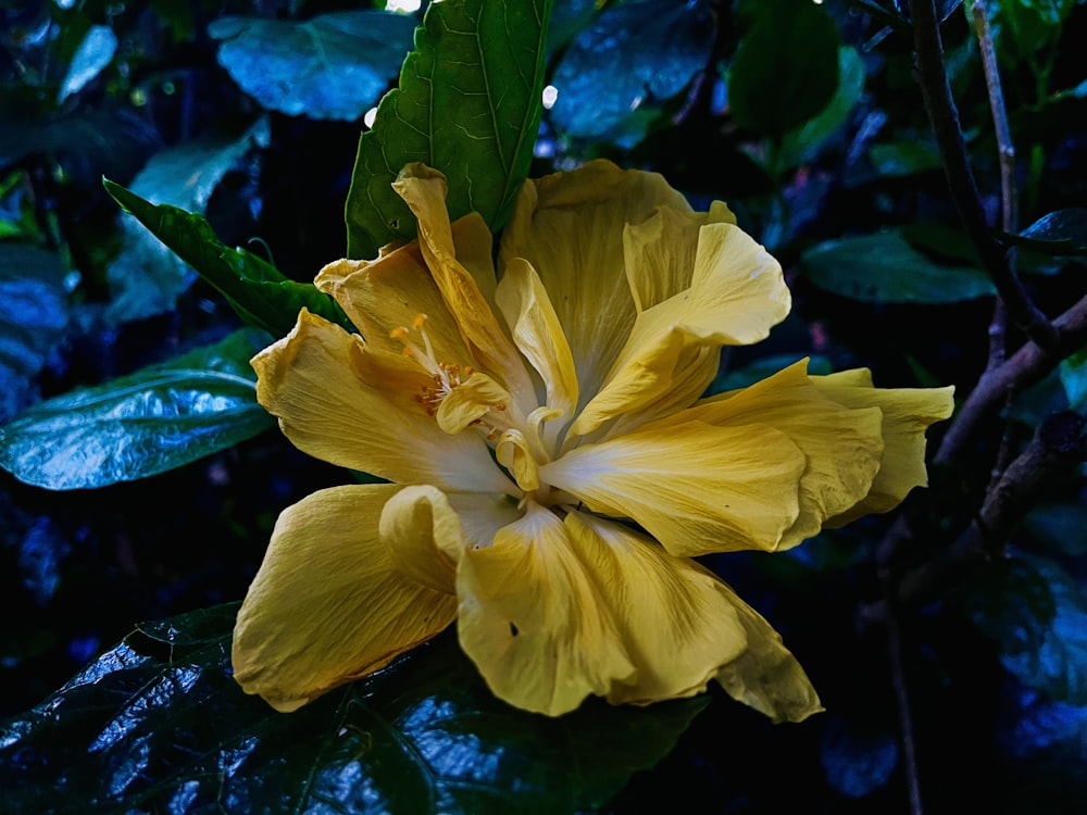 a yellow flower with green leaves in the background