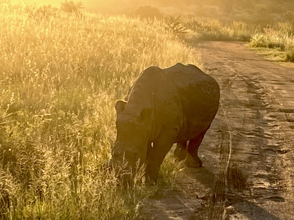a rhino walking down a dirt road in a field
