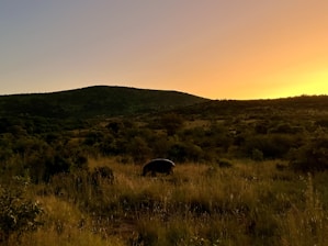 A rugged outback landscape at sunset with a silhouette of a mysterious creature among the trees.