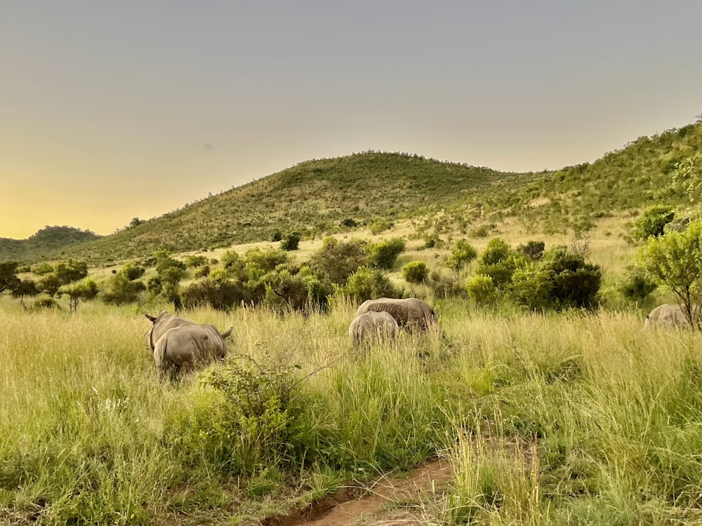 a herd of elephants walking across a lush green field