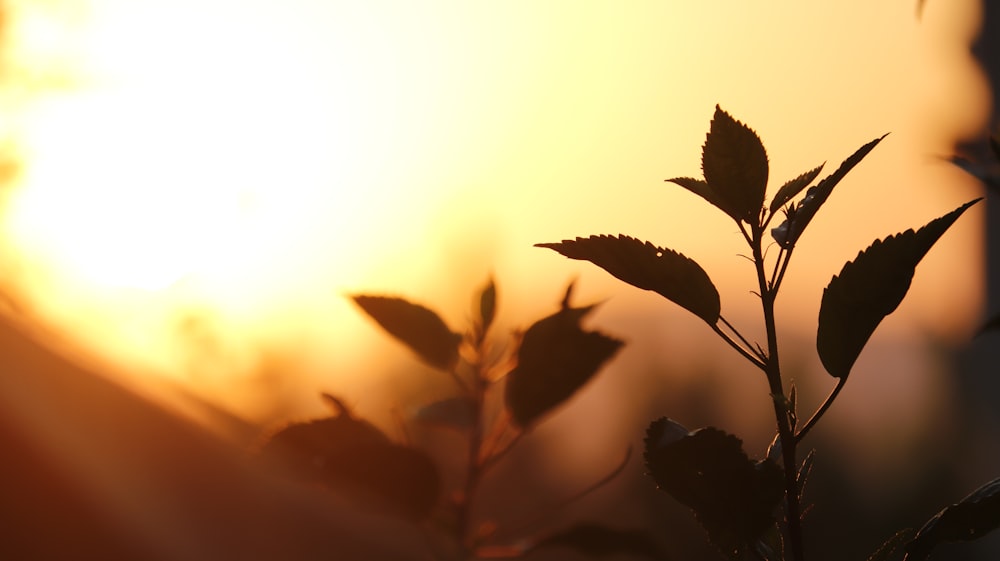 a close up of a plant with the sun in the background