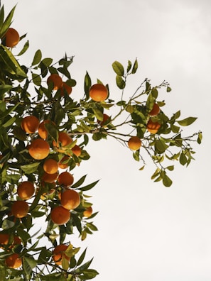 Branches of an orange tree laden with ripe, bright orange fruits surrounded by lush green leaves against a pale sky backdrop.