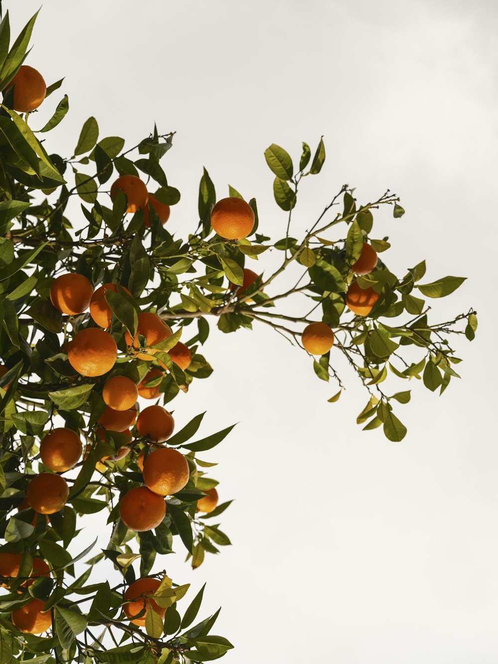 a tree filled with lots of oranges under a cloudy sky