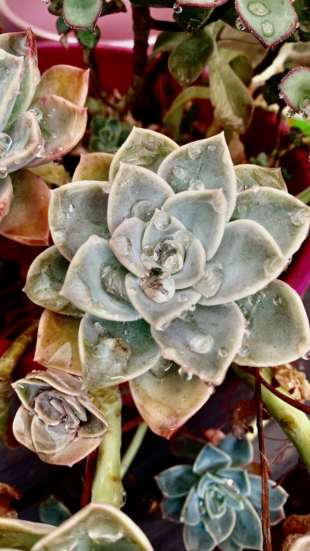 a close up of a plant with many leaves