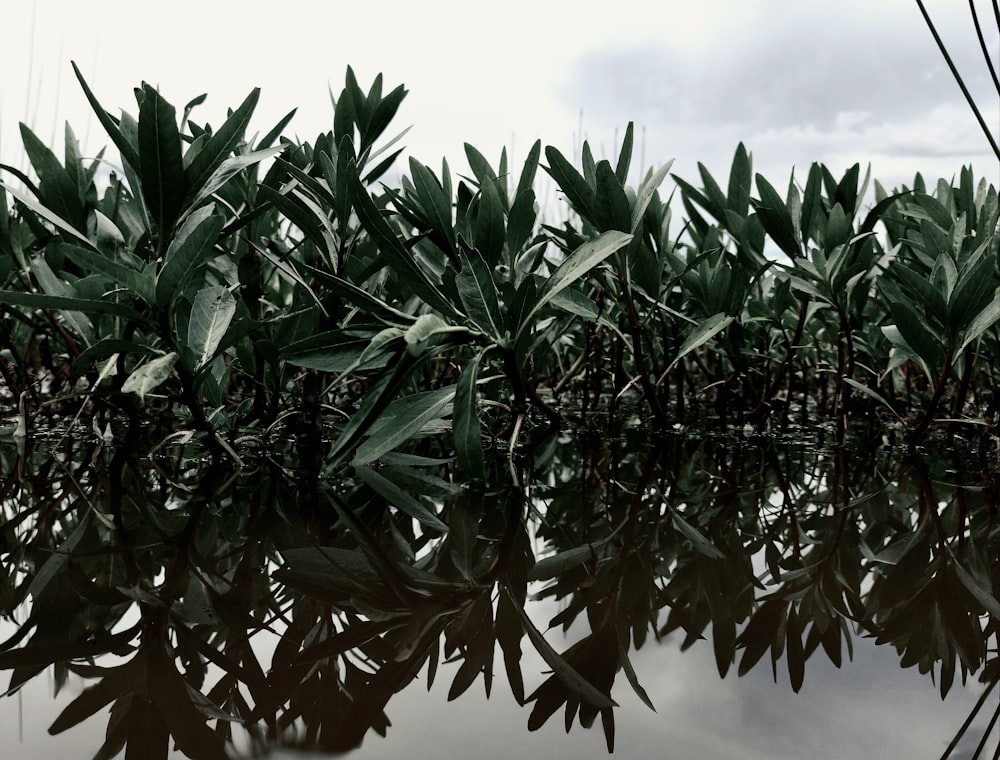 a body of water surrounded by green plants