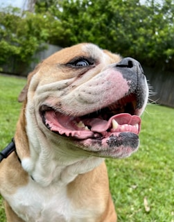 A happy dog playing outdoors.