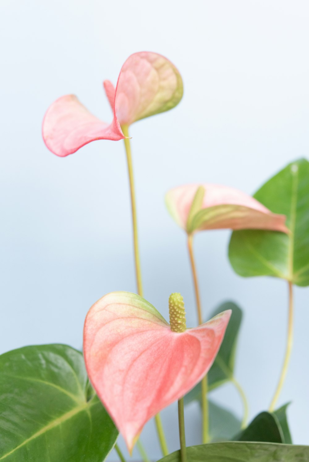 a plant with pink flowers and green leaves