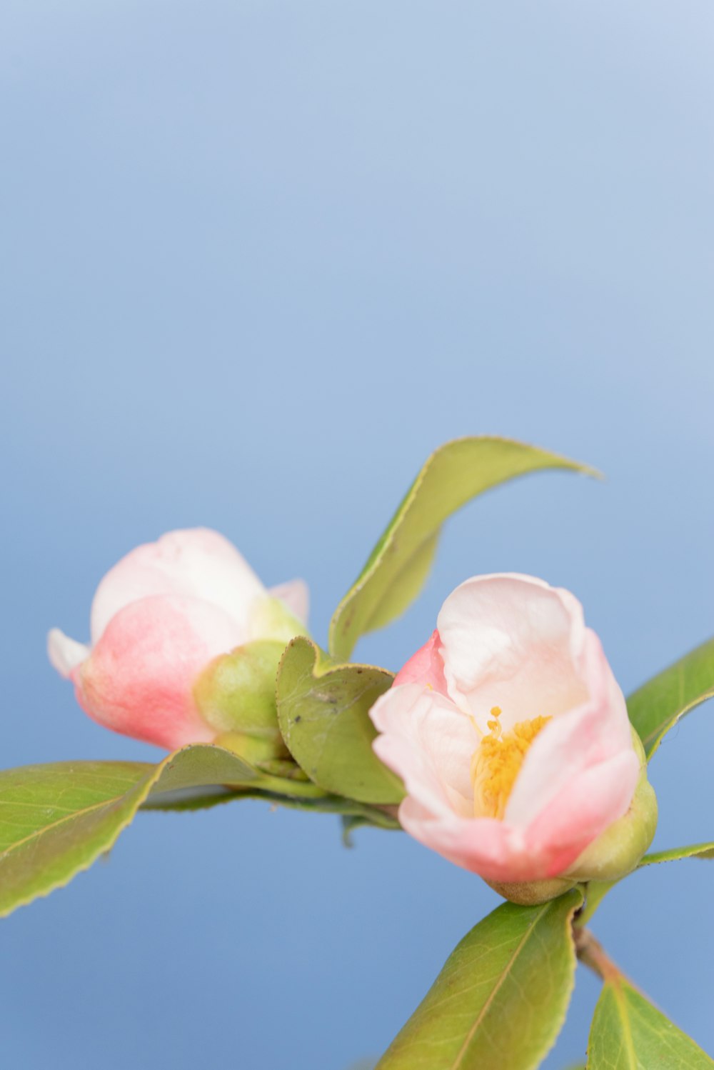 two pink flowers with green leaves against a blue sky