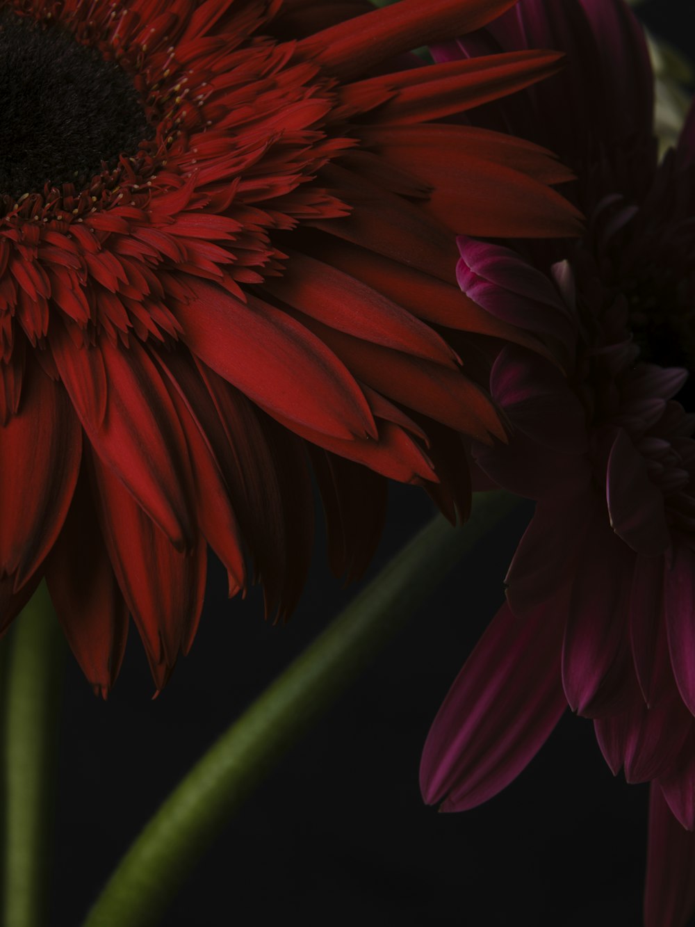 a close up of a red flower with a black background