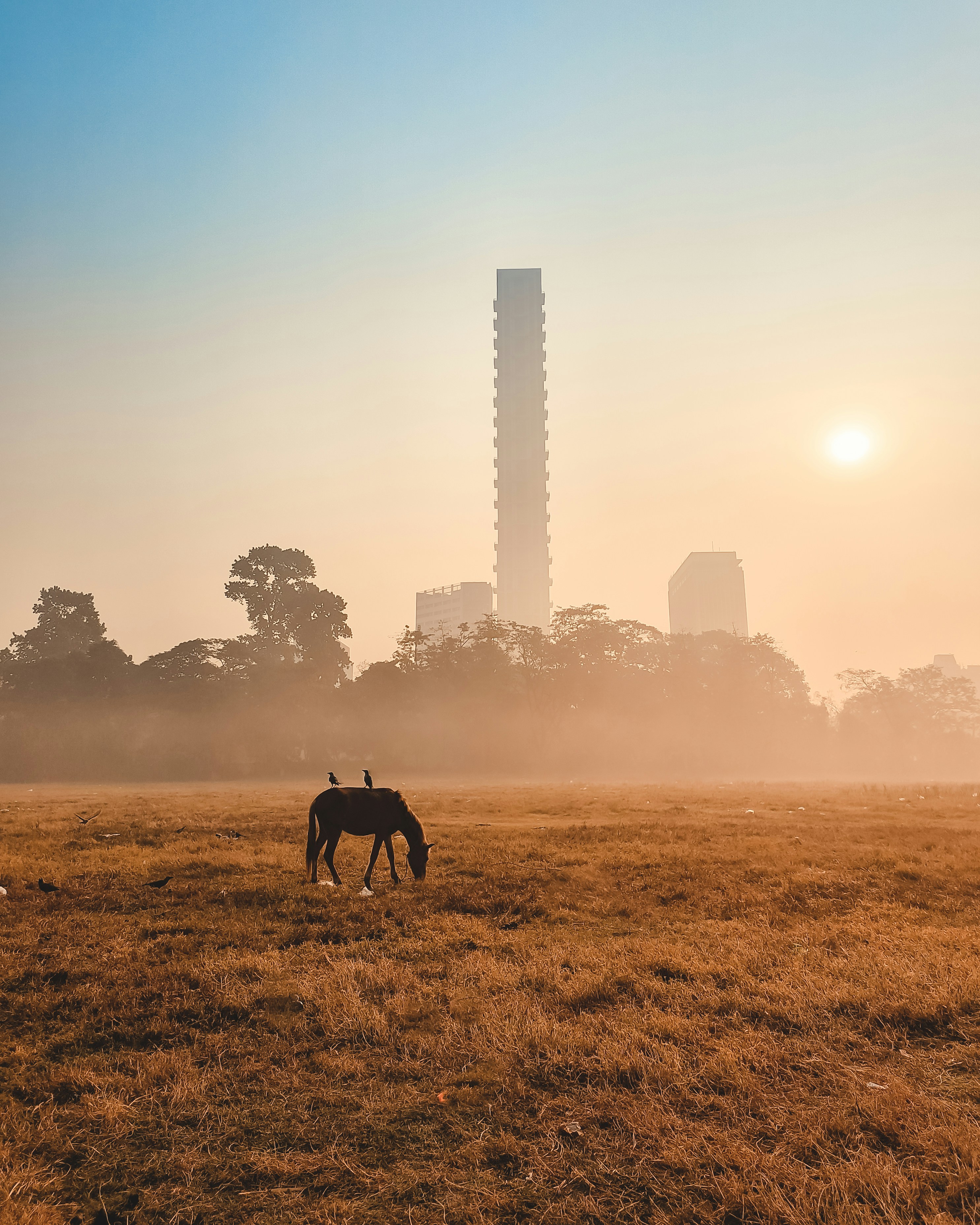 a horse grazing in a field with a city in the background