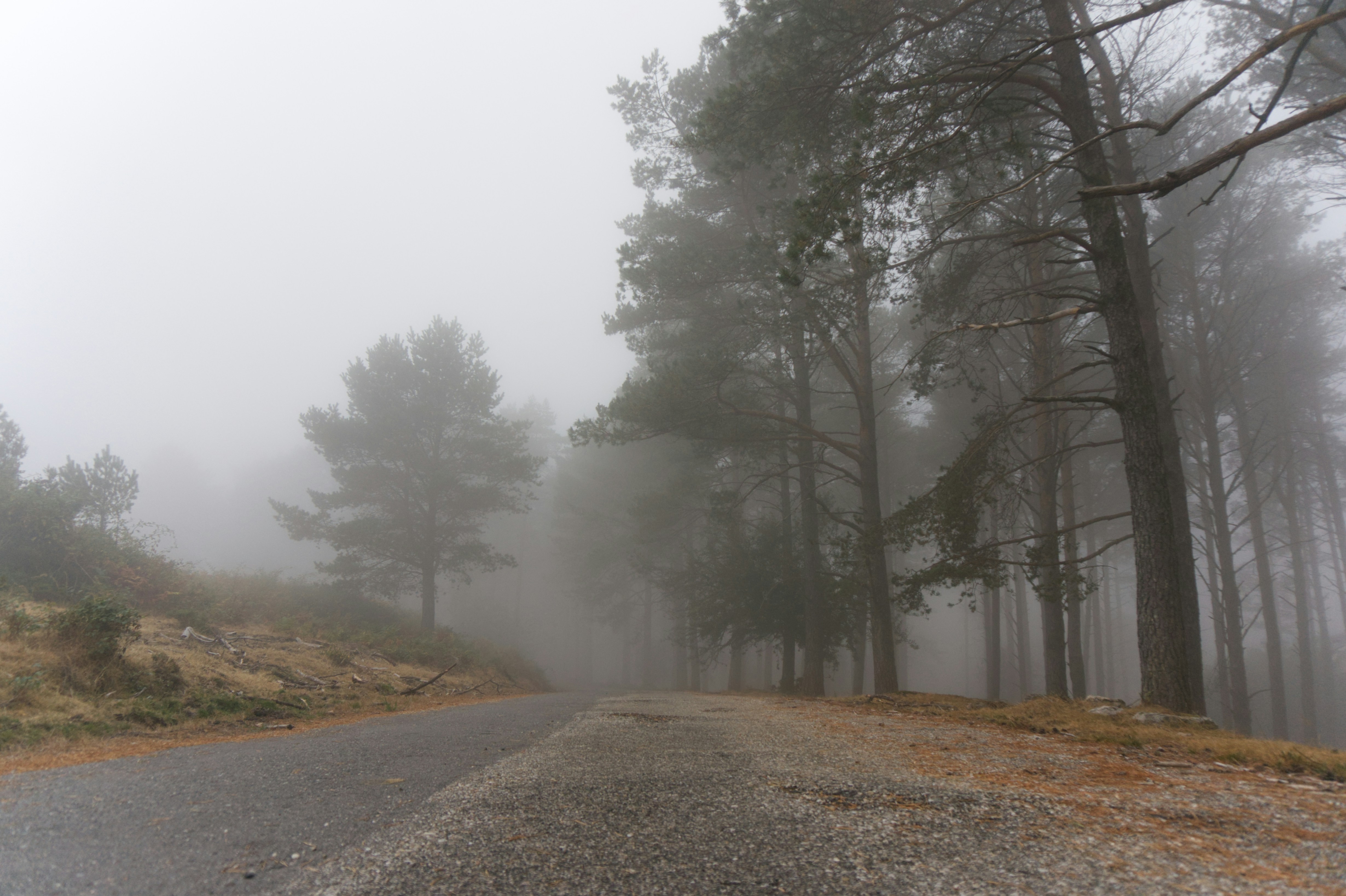 A road in the middle of a foggy forest photo – Free Road Image on Unsplash
