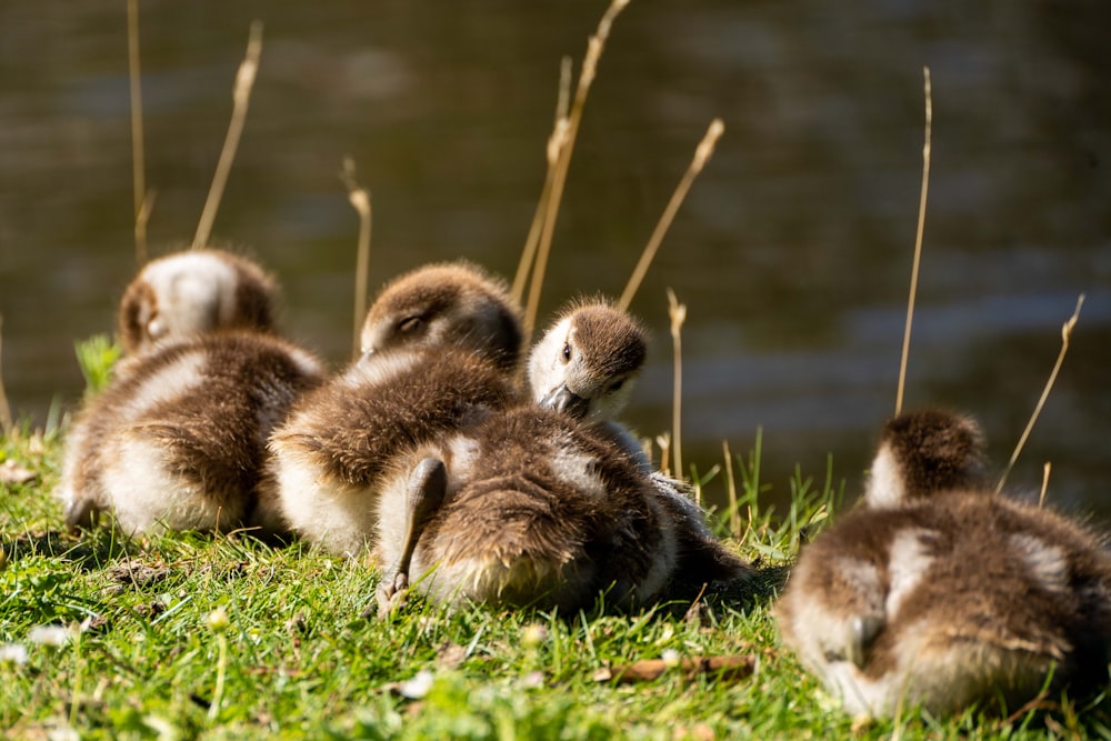 a group of ducks sitting on top of a lush green field