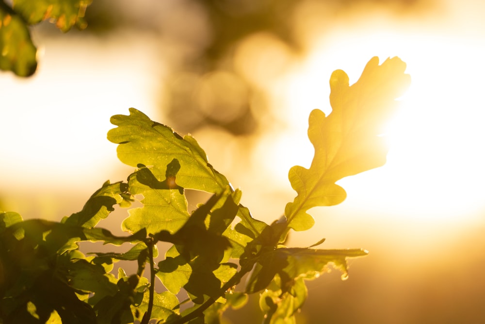 the sun is shining through the leaves of a tree