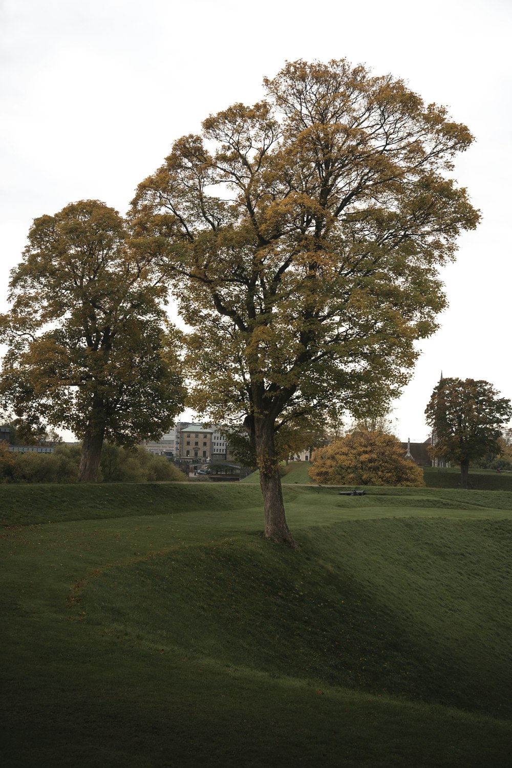 two trees in a grassy field with a building in the background