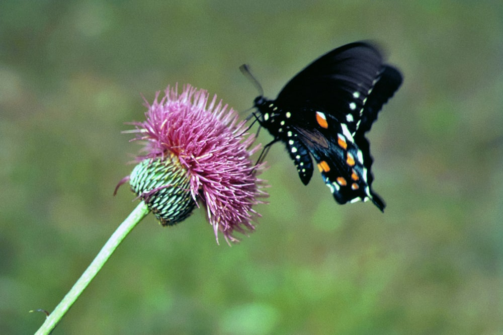 a black and orange butterfly sitting on a flower