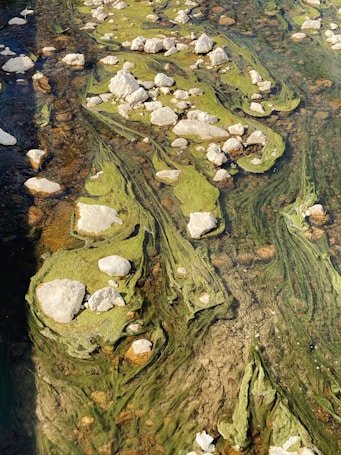 Green algae or moss-like layers cover the surface of shallow water, interspersed with numerous white and light brown stones. The textures and patterns of the algae create a flowing effect, giving the scene a natural and earthy appearance.