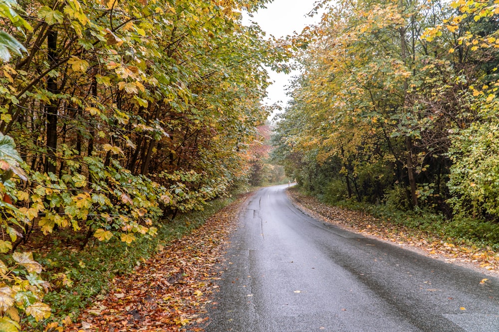 an empty road surrounded by trees and leaves