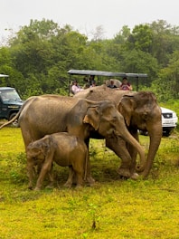 a herd of elephants walking across a lush green field