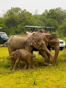 a herd of elephants walking across a lush green field