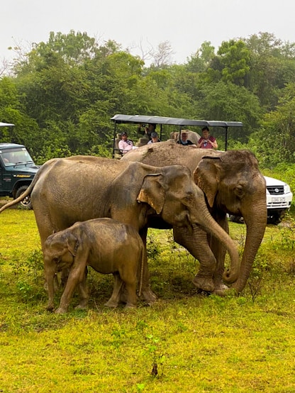 a herd of elephants walking across a lush green field