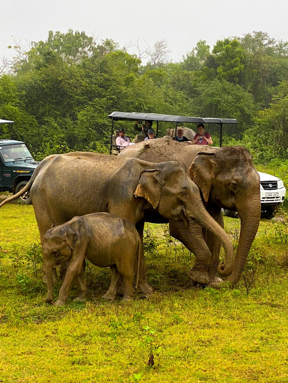 a herd of elephants walking across a lush green field