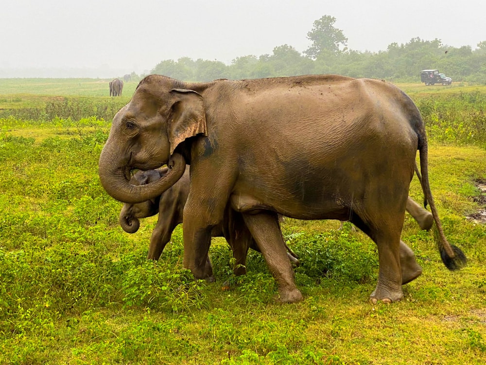 a couple of elephants standing on top of a lush green field