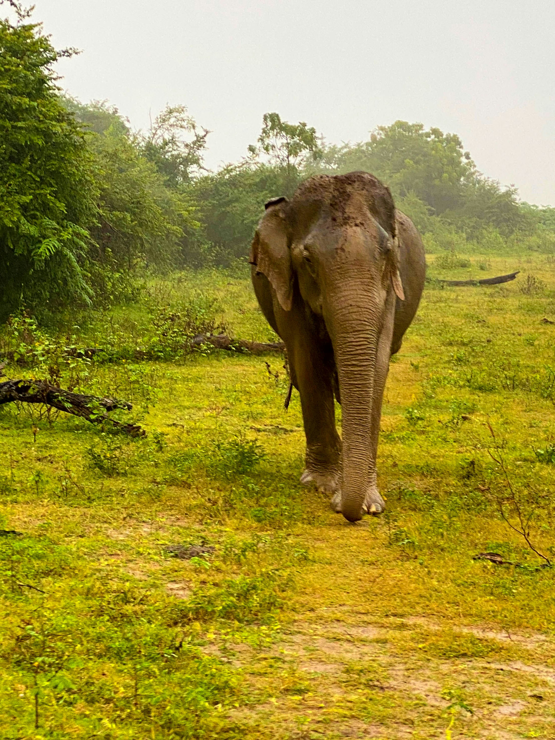 Photo by sachinchalaka