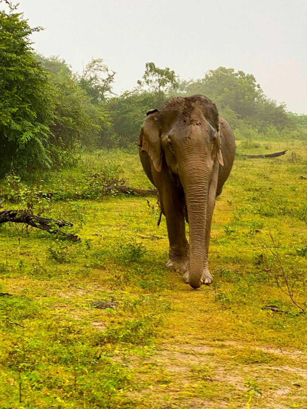 an elephant walking through a lush green field