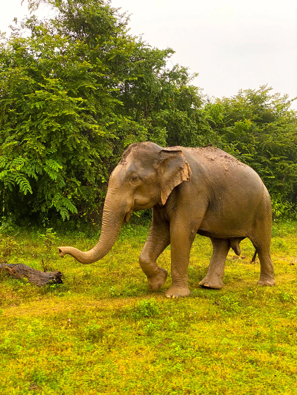 Wild Sri Lankan elephant walking through green grassland