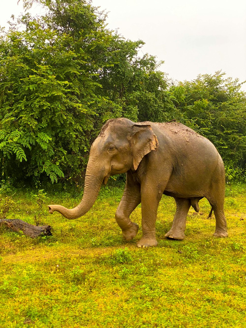 an elephant walking through a lush green field