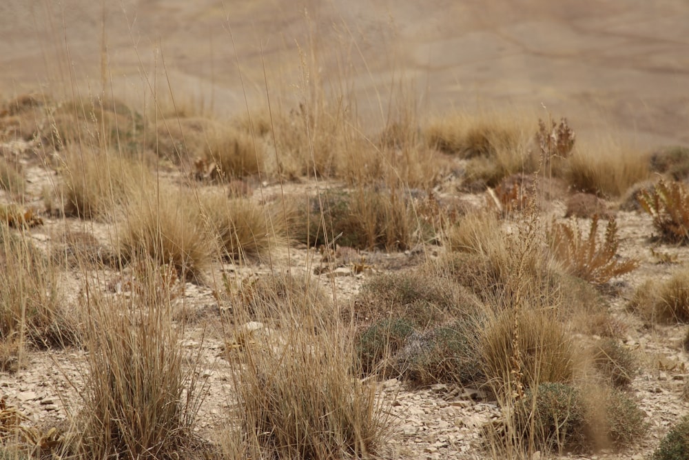 a bird standing on top of a dry grass covered field