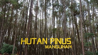 Tall pine trees densely populate a forest, with their trunks extending vertically. The ground seems to be covered with a layer of forest undergrowth. Sunlight filters through the canopy, creating a pattern of light and shadow. A sign with bold yellow text reading 'HUTAN PINUS MANGUNAN' is prominently displayed in the foreground.