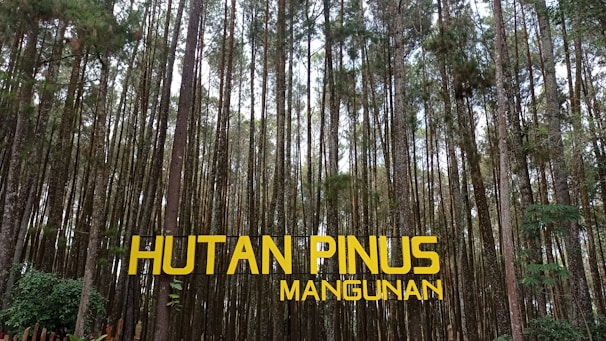 Tall pine trees densely populate a forest, with their trunks extending vertically. The ground seems to be covered with a layer of forest undergrowth. Sunlight filters through the canopy, creating a pattern of light and shadow. A sign with bold yellow text reading 'HUTAN PINUS MANGUNAN' is prominently displayed in the foreground.