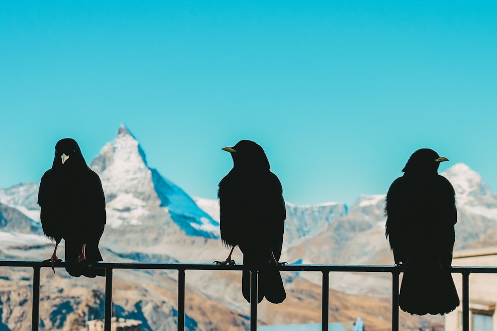 a group of birds sitting on top of a metal fence