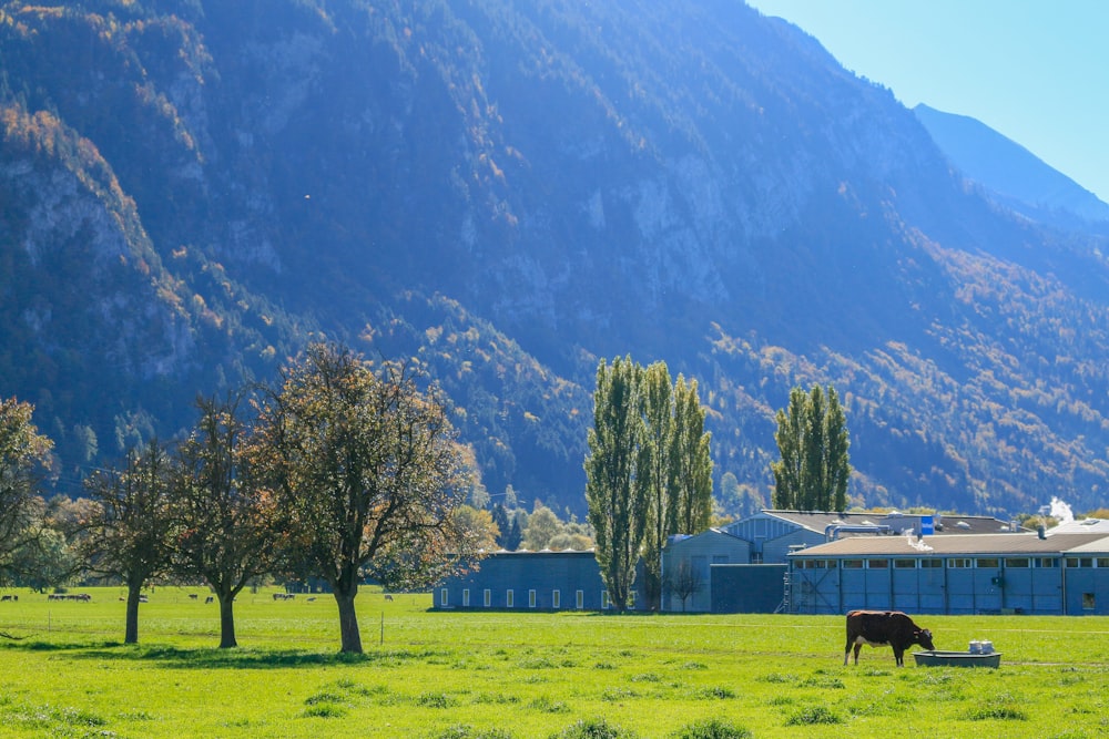 a cow grazing in a field with mountains in the background