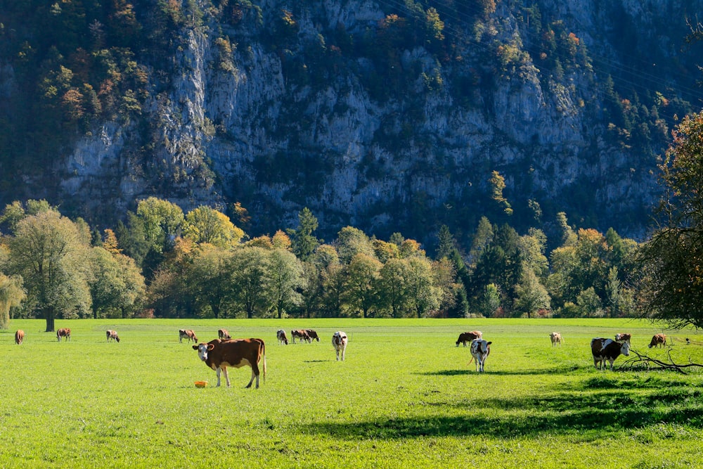 a herd of cattle standing on top of a lush green field