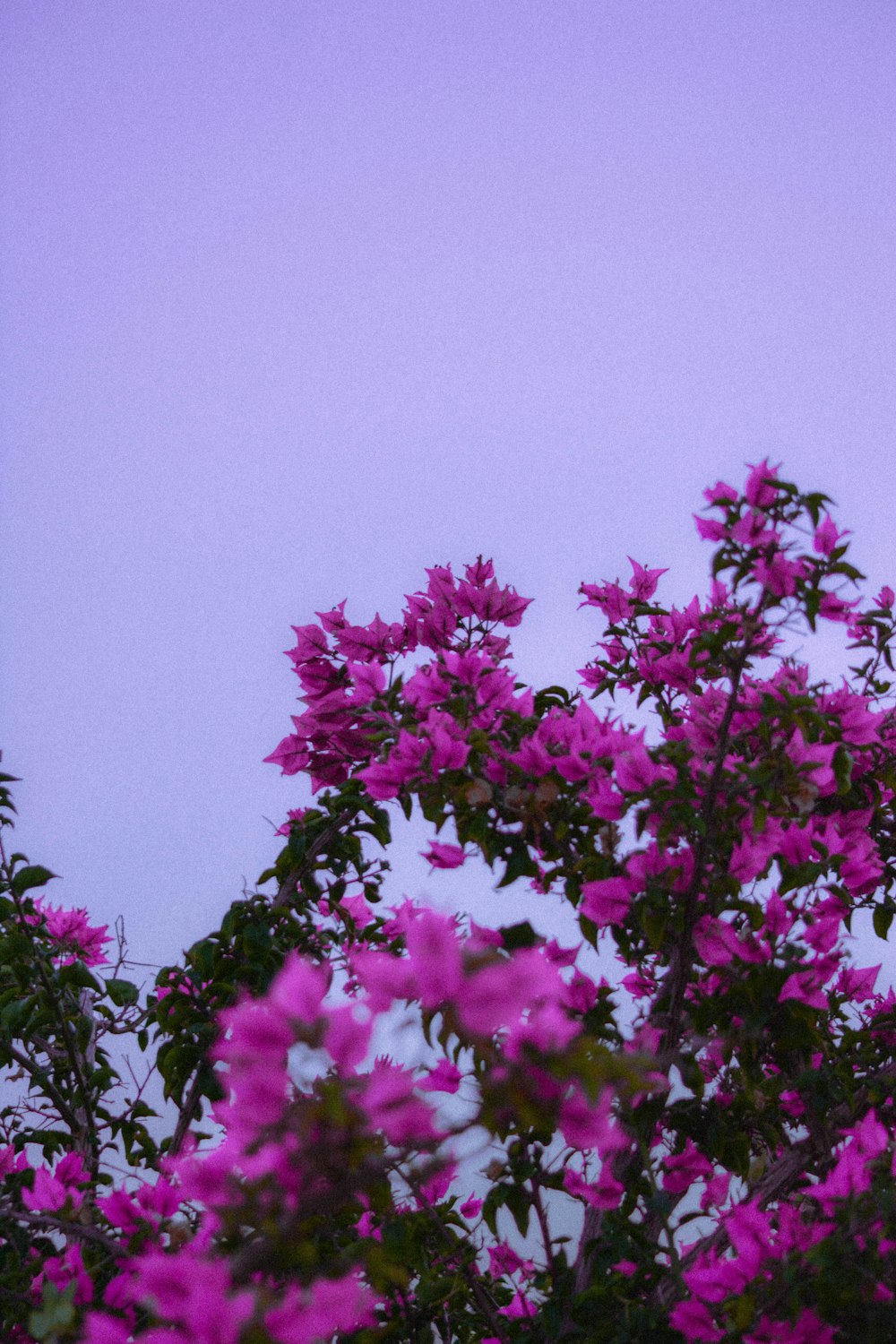 a bird sitting on top of a tree filled with purple flowers