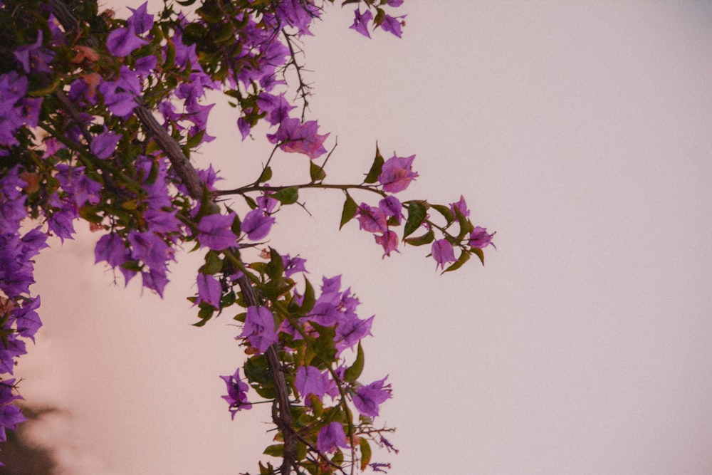 purple flowers are growing on the side of a building