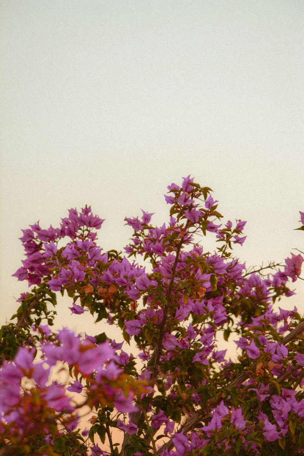 a bird sitting on top of a tree filled with purple flowers