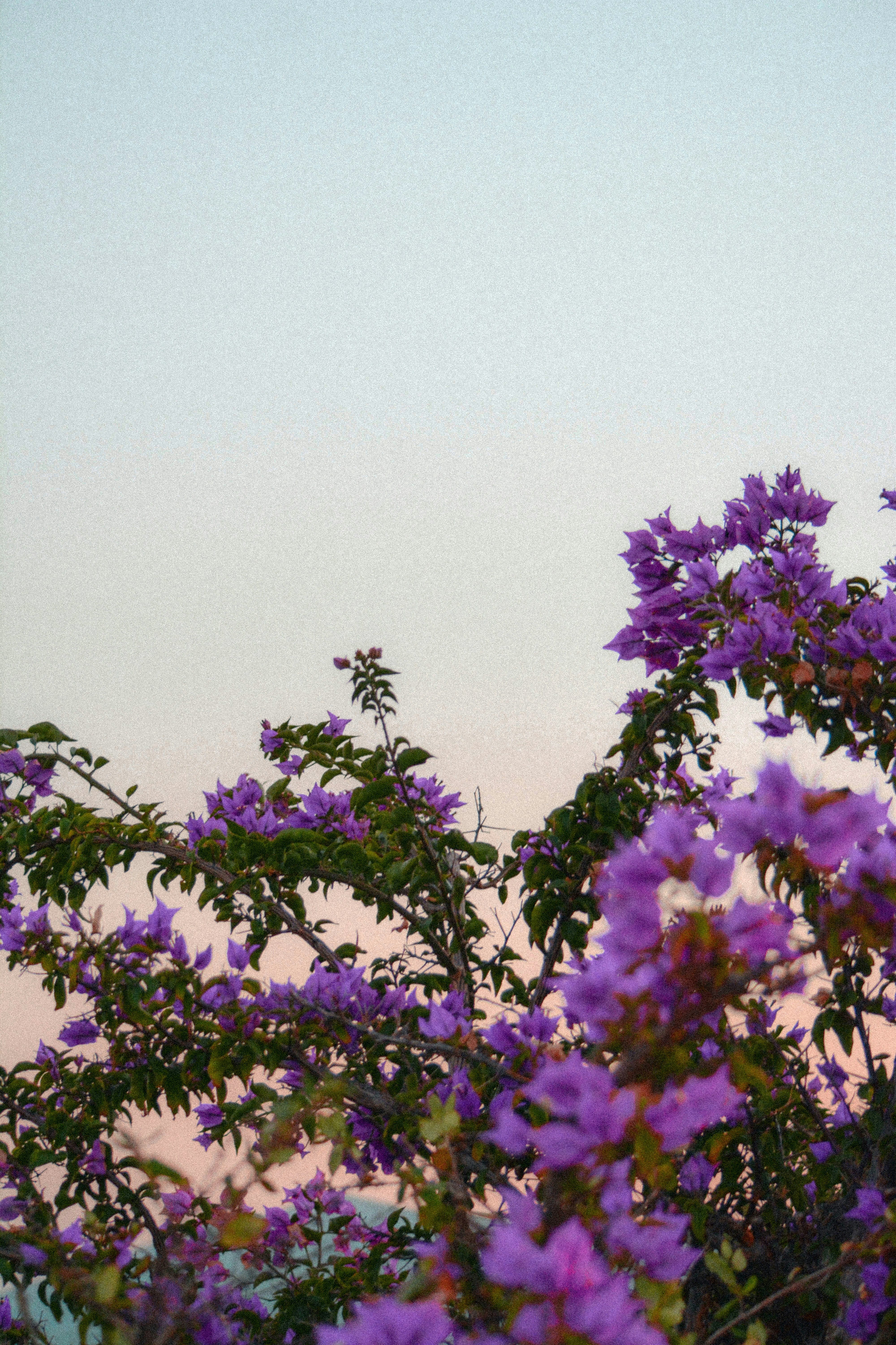 a bird sitting on top of a tree filled with purple flowers