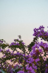 a bird sitting on top of a tree filled with purple flowers