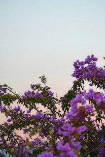 a bird sitting on top of a tree filled with purple flowers