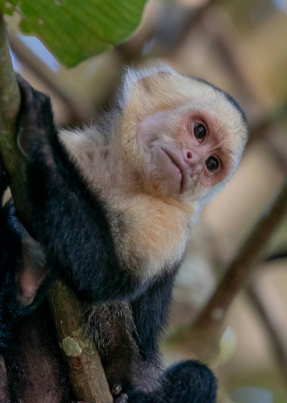 Foto Um macaco branco e preto sentado em um galho de árvore – Imagem de  Árvore no Unsplash