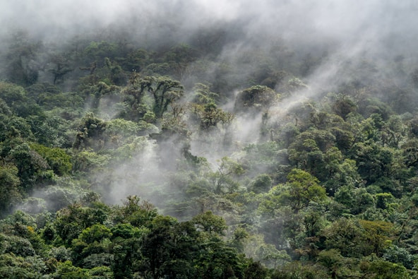 a view of a dense forest in the middle of the day