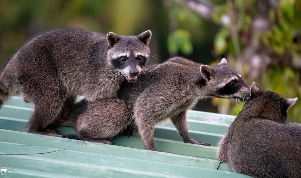 a group of raccoons standing on top of a roof
