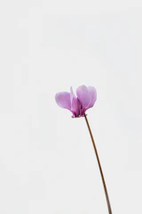 a single purple flower with a white background