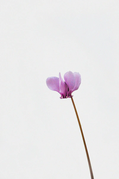 a single purple flower with a white background