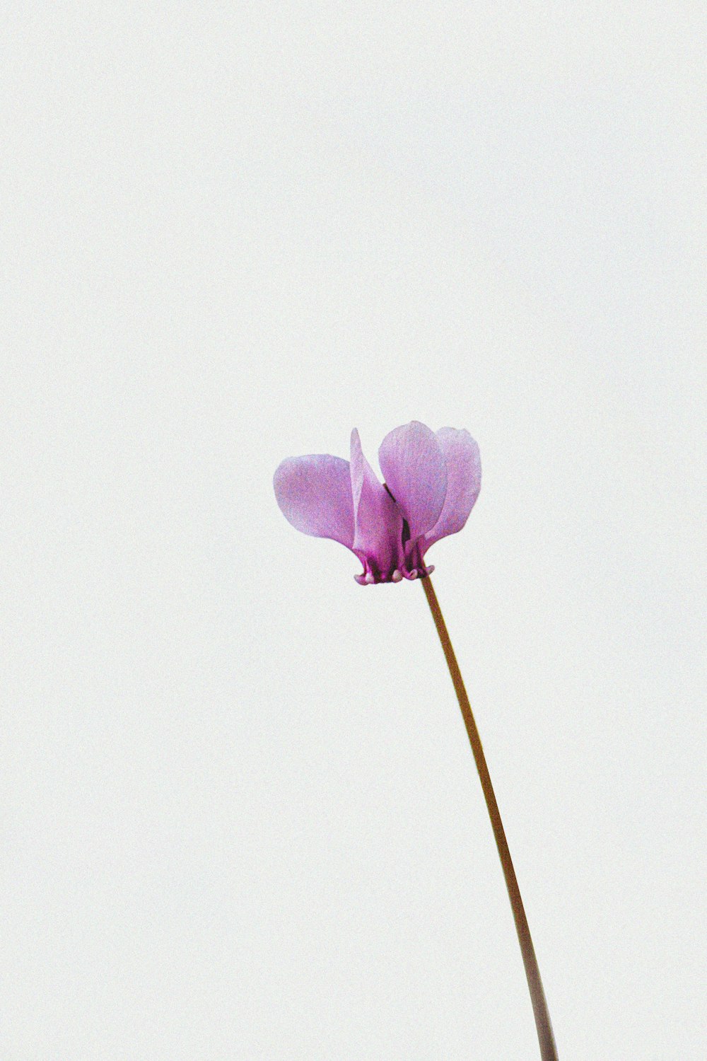 a single purple flower with a white background
