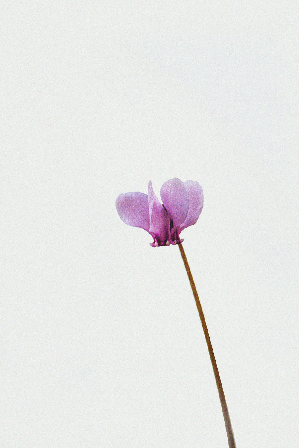 une seule fleur violette avec un fond blanc