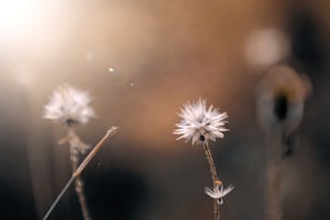 Artisan hands carefully bleaching dried flowers, showcasing the preservation process in soft lighting